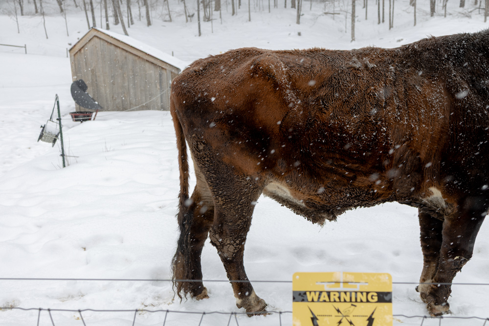 Bull, Fence, and Snow