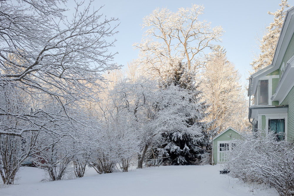 Snowy Trees