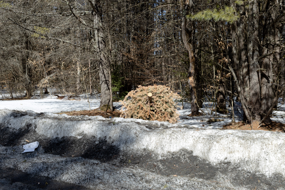 Abandoned Christmas Tree