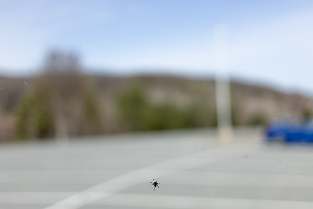 Spider on Car Window