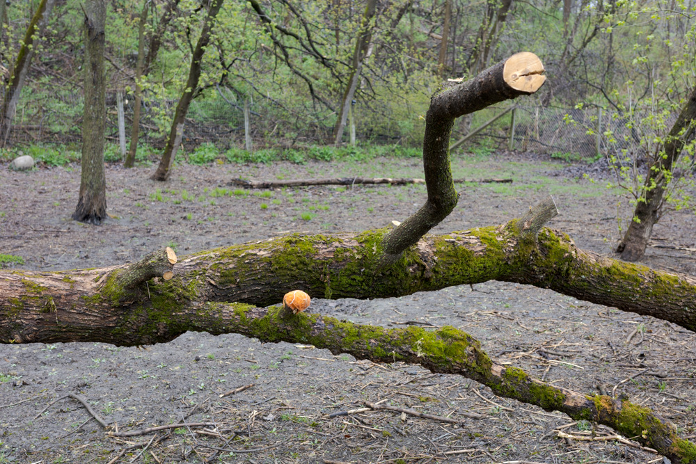 Tree with Ball