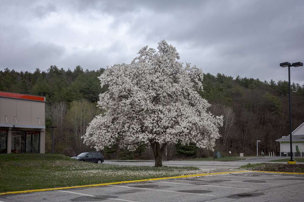White April Tree