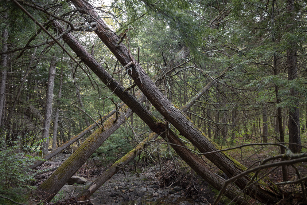 Downed Trees