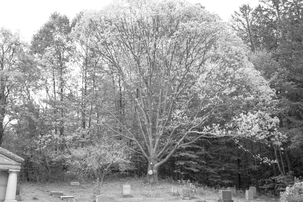 Tree in Cemetery 