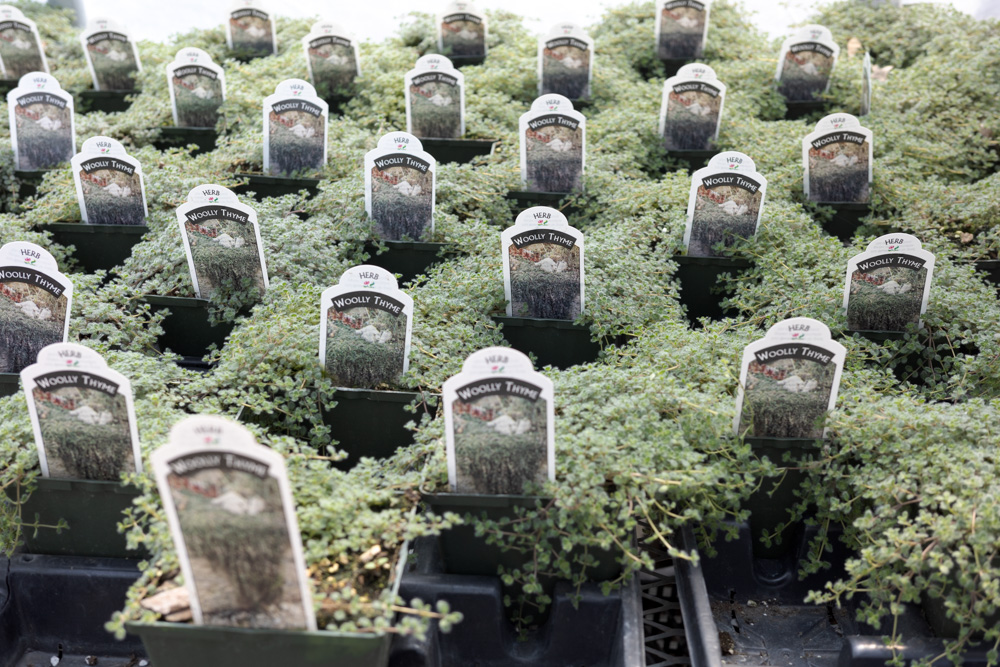 Wooly Thyme