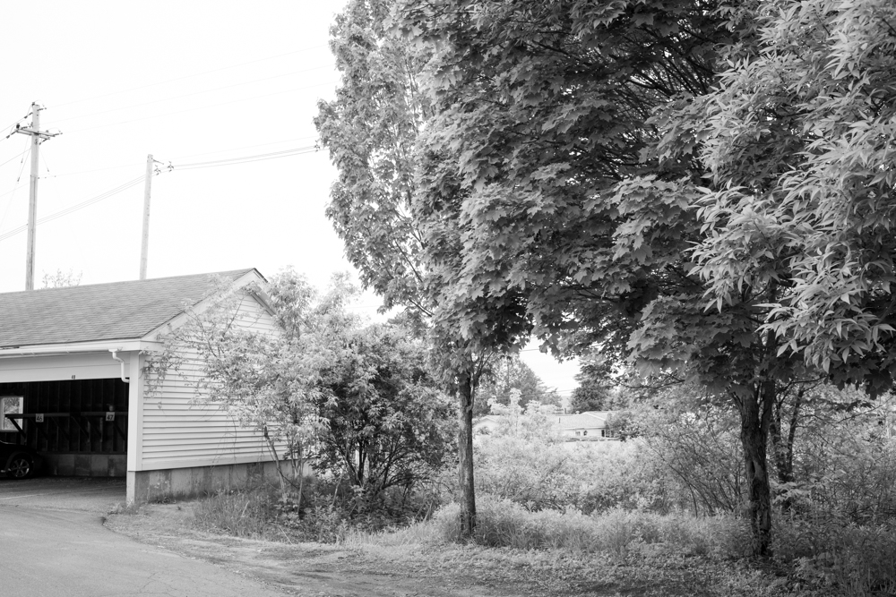 Trees and Garage