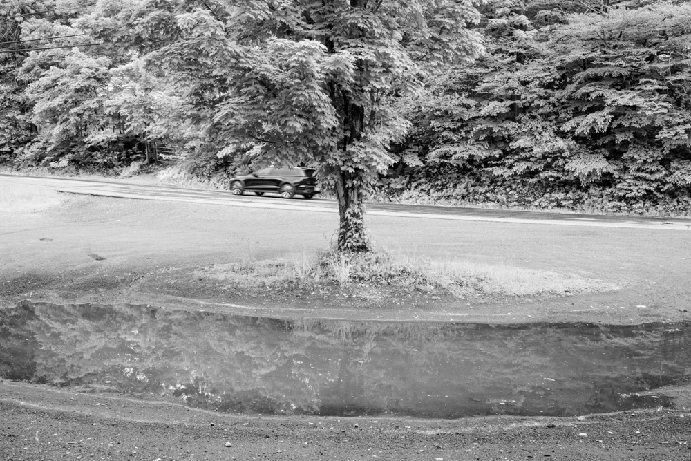 Tree and Puddle