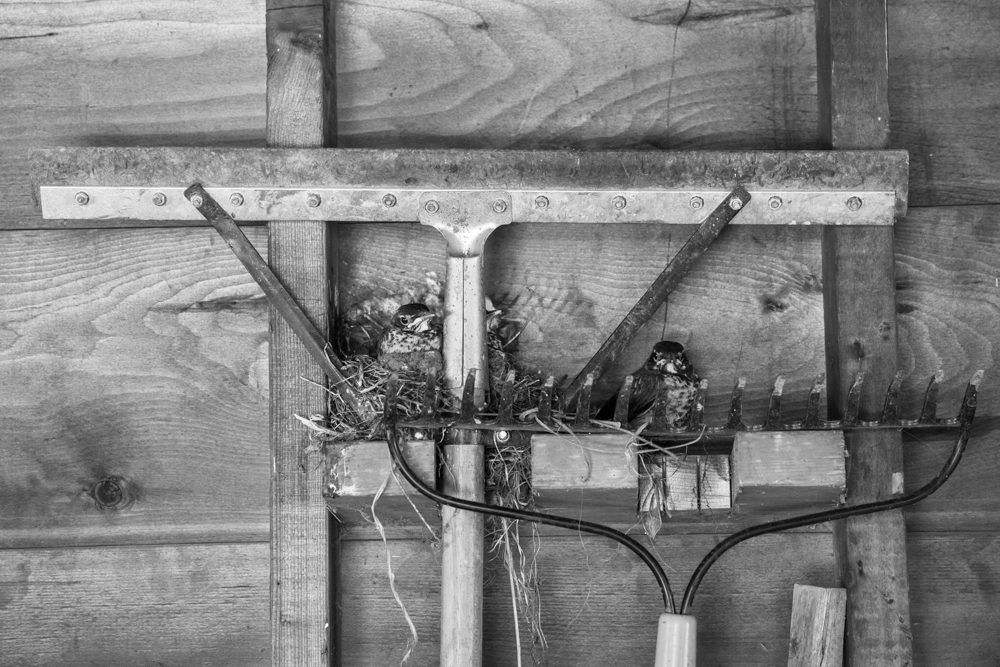 Baby Birds in My Garage