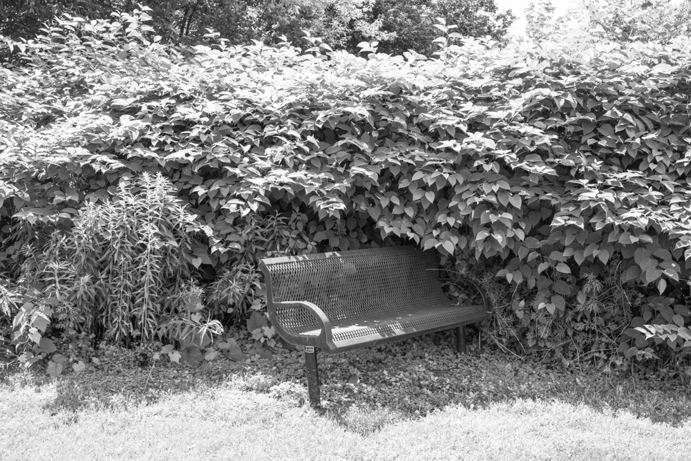 Bench and Bush