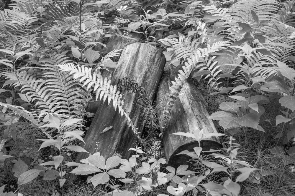 Logs and Ferns