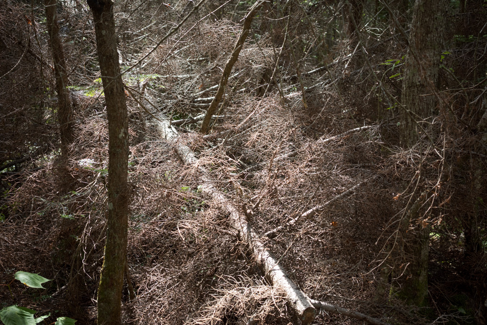 Felled Tree