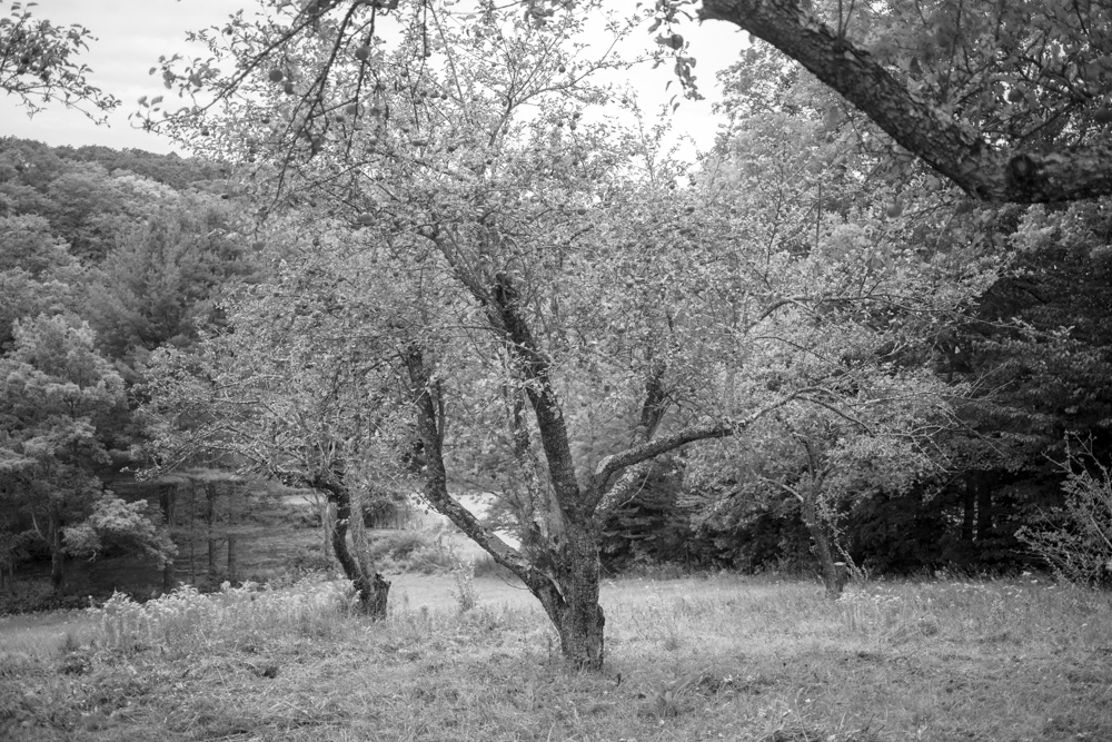 Apple Trees