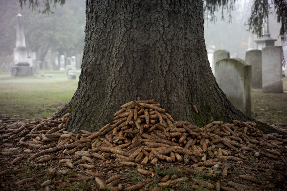 Pine Cones