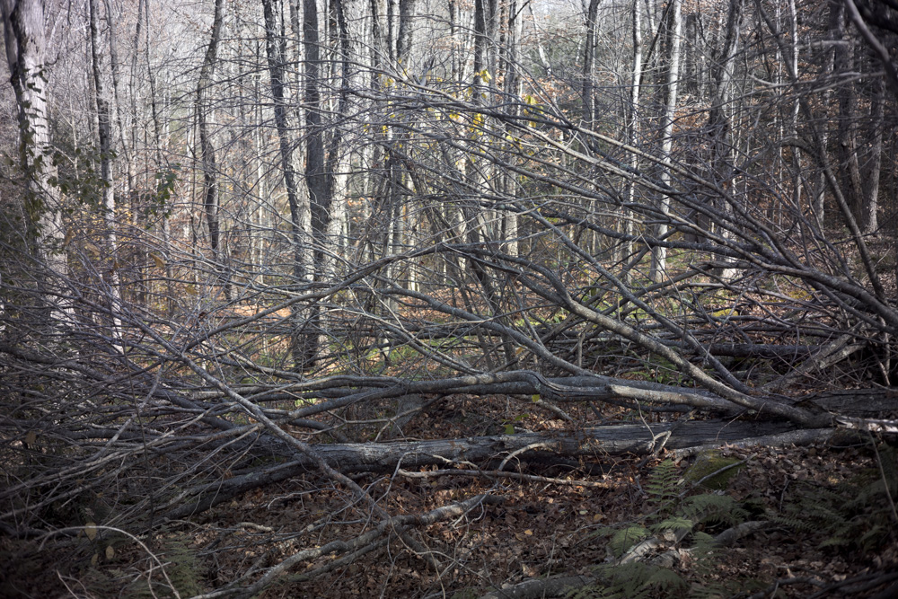 Downed Trees