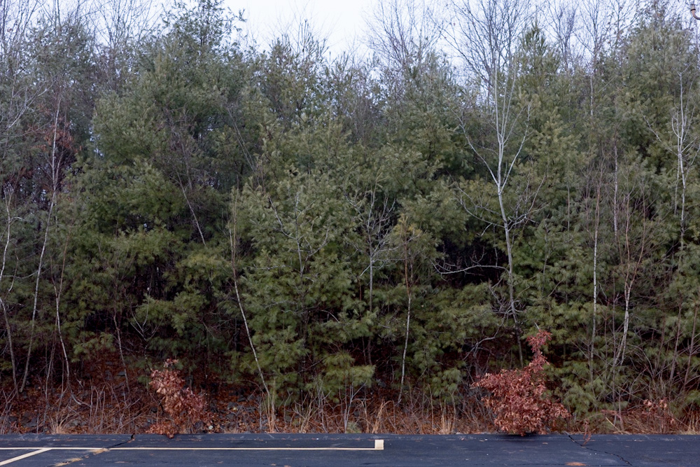 Trees at the Edge of Parking Lot