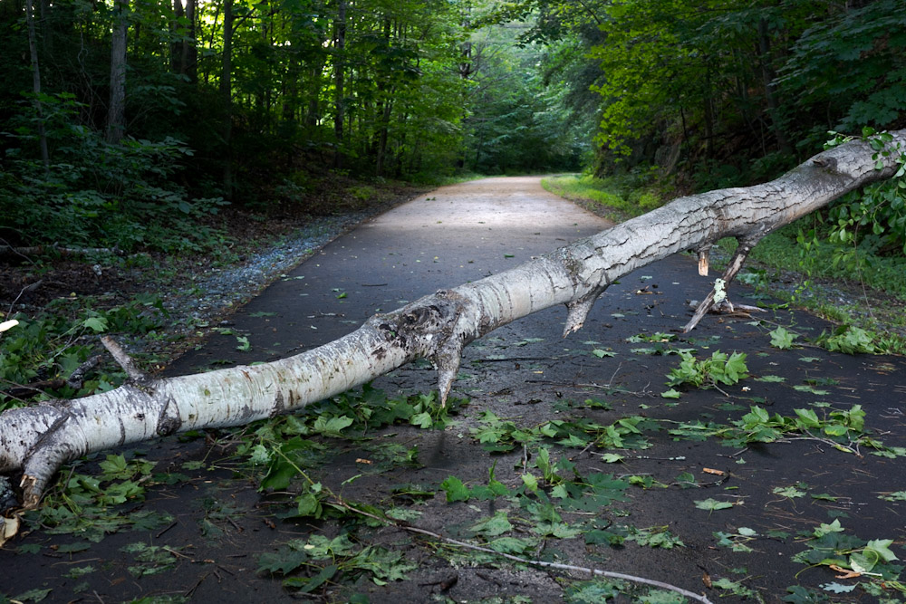 Downed Tree
