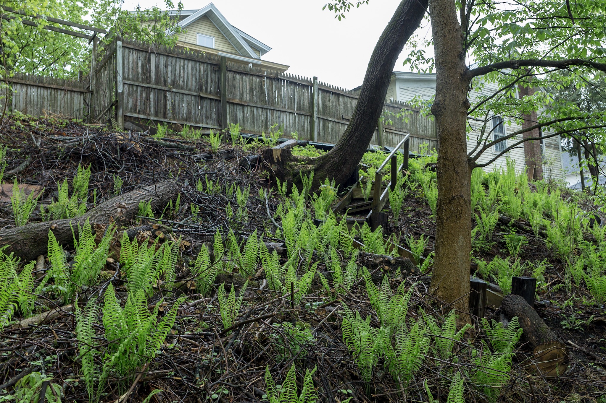 Ferns and Steps