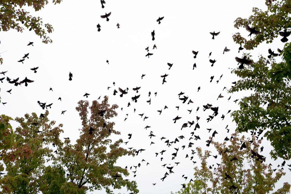 Crows in Piscataway - 2007