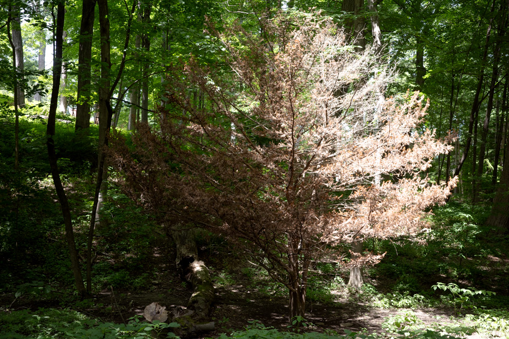 Tree In Light and Shadows