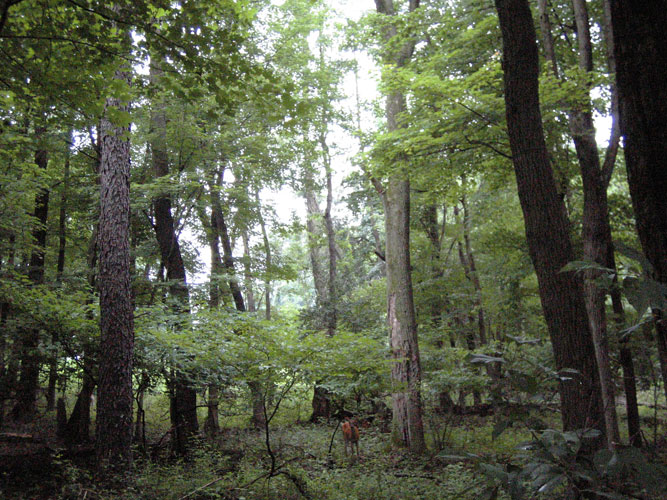07-19-04_001.jpg
