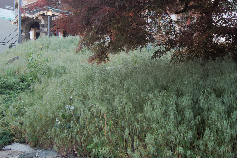 20090516-P1020962-1.jpg